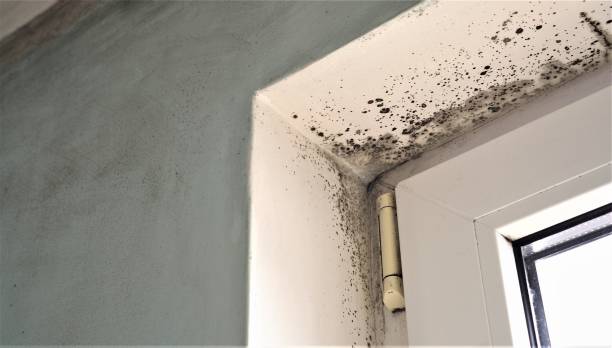 Best Dehumidification Services  in Porter, IN