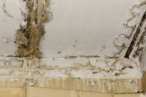 Best Black Mold Removal  in Porter, IN