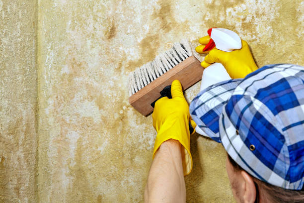 Professional Mold Removal in Porter, IN
