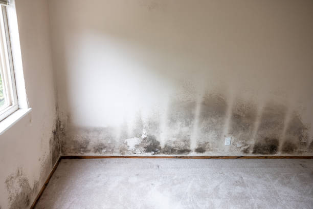 Best Mold Damage Restoration  in Porter, IN