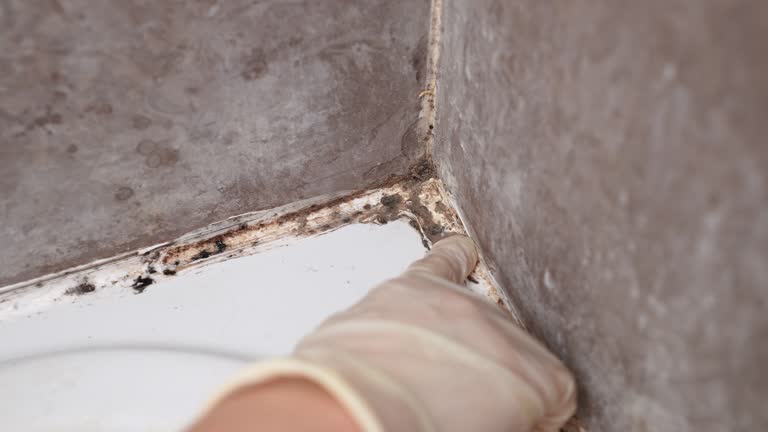 Best Asbestos and Lead Testing During Mold Inspection  in Porter, IN